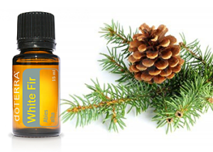 biela jedla doterra white fir